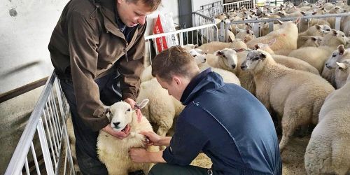 New study reveals surprising findings on fluke control in sheep