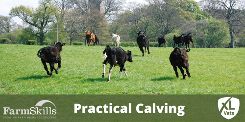 Practical Calving