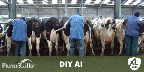 DIY Artificial Insemination (AI)