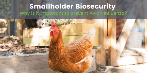 BVPA Smallholder Poultry Biosecurity Advice