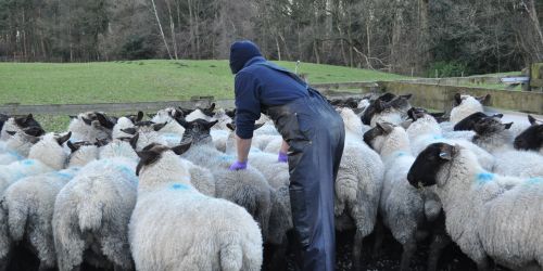 XLVets event gives key insights on managing sheep lameness 