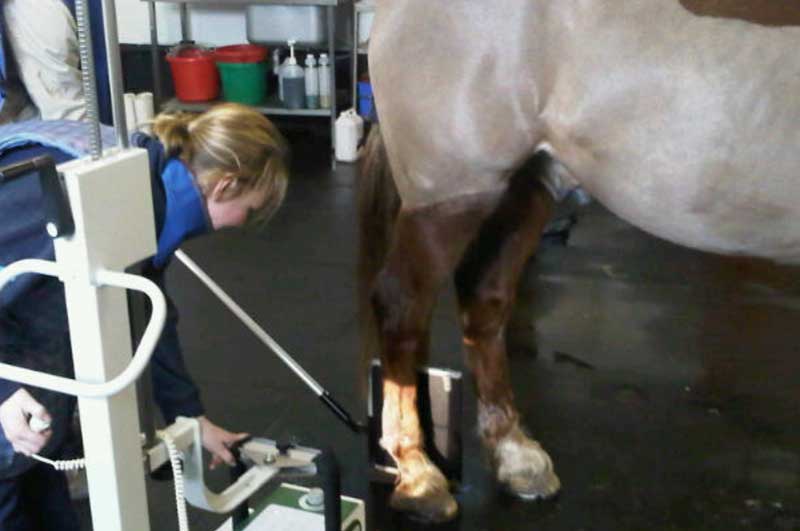 EquineSkills
