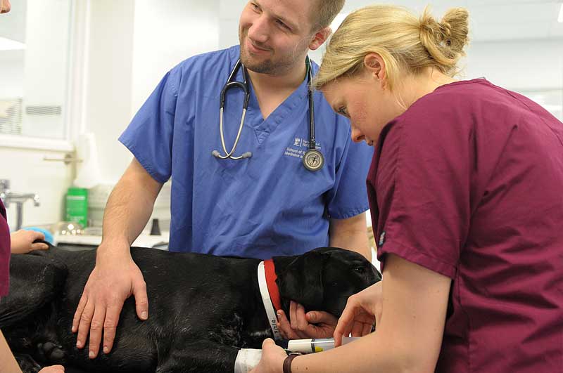 VetSkills