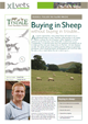 Buying In Sheep